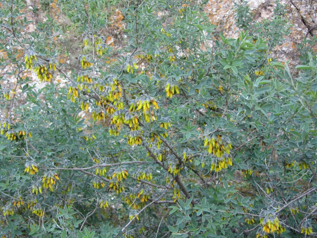 Hediondo (Anagyris foetida)