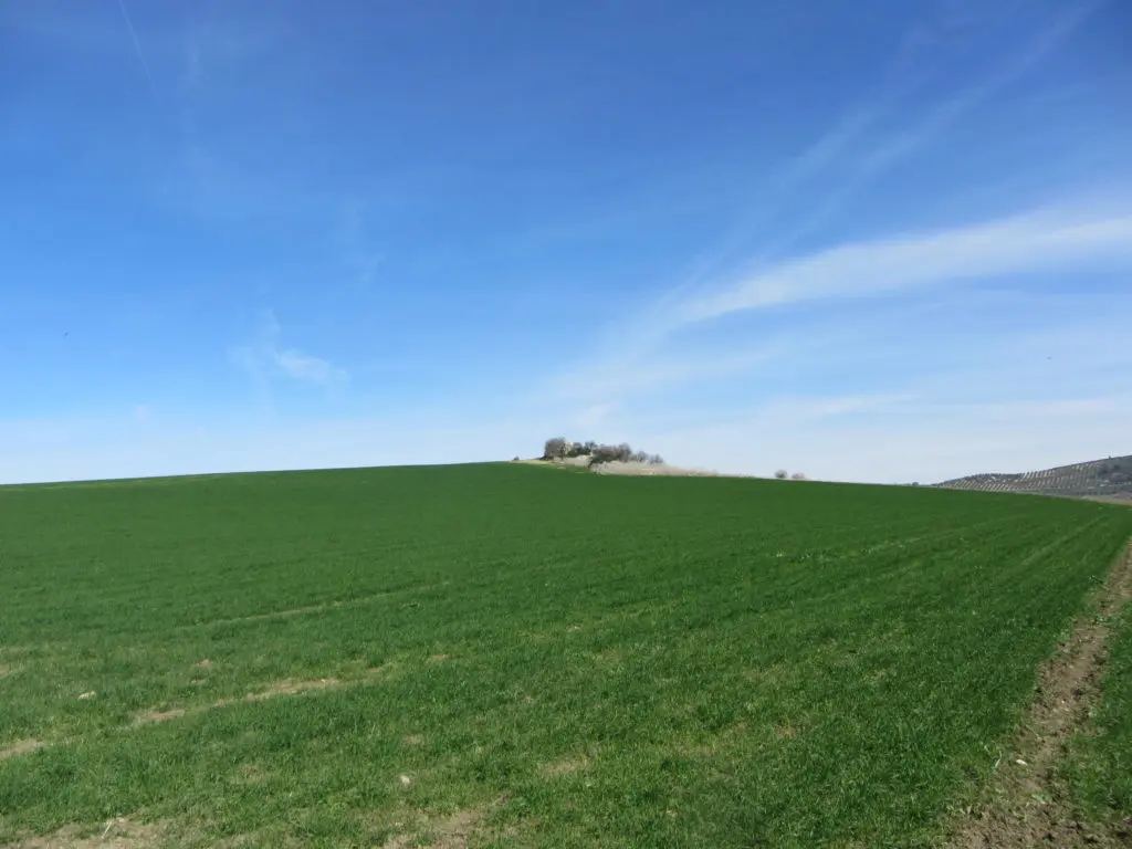 Paraje de secano de la Campiña de Montilla