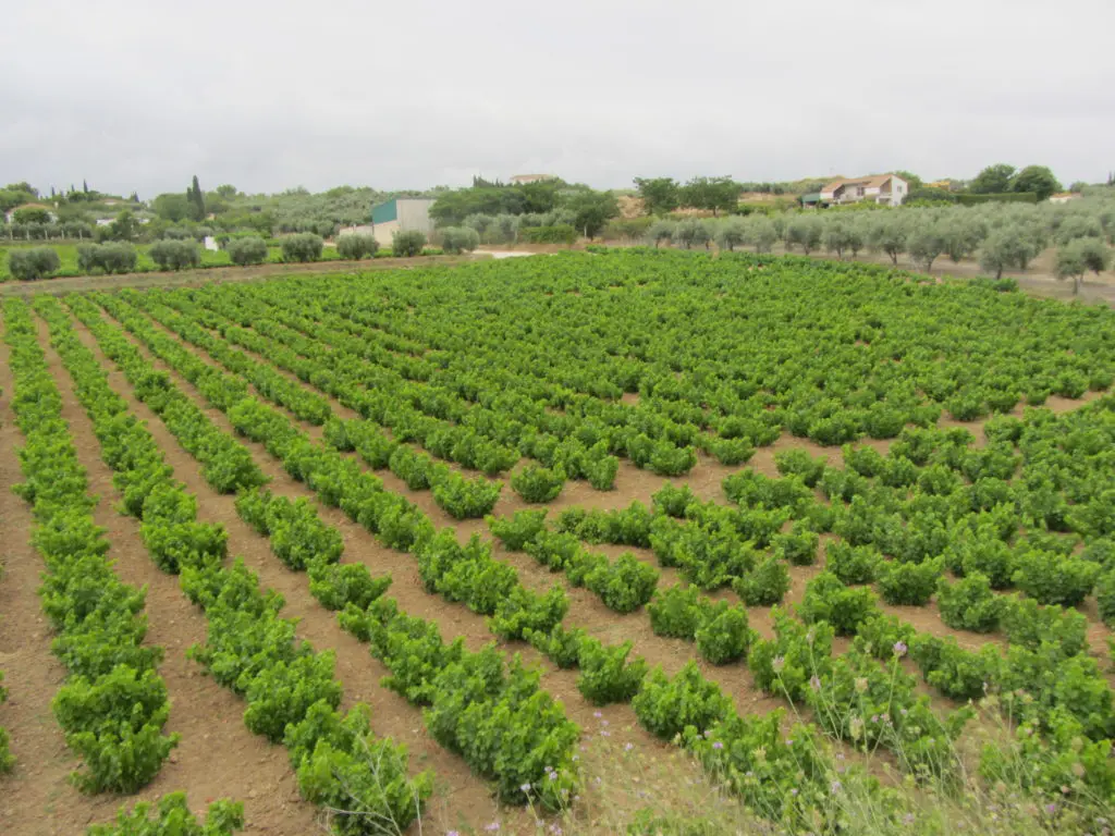 Viñedo tradicional