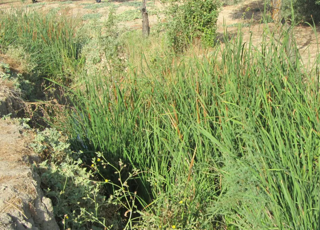 Vegetación asociada al Arroyo de Guta (Typha sp.)