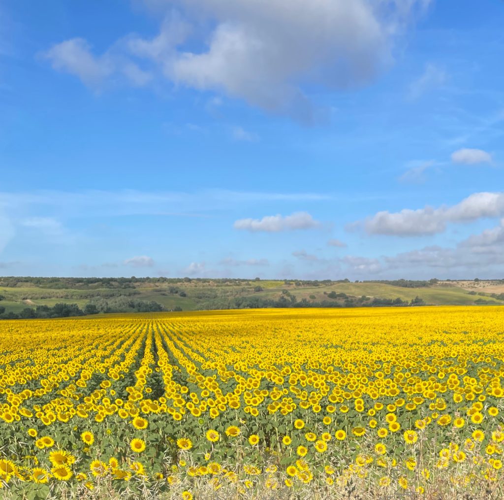 Campo de girasoles (Helianthus annuus)