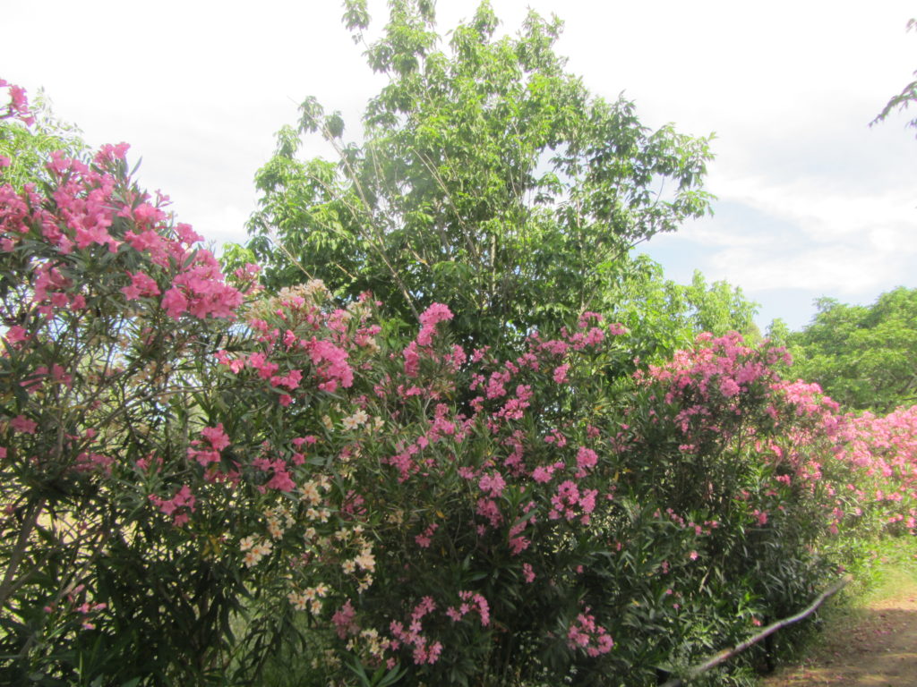 Adelfa (Nerium oleander)