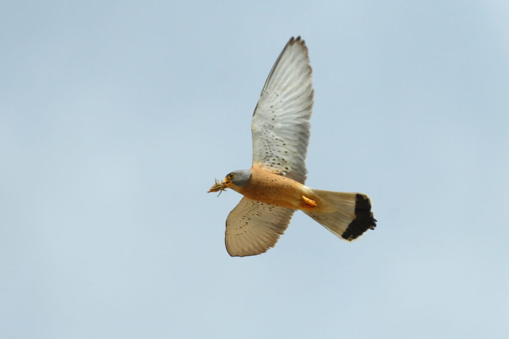 Cernícalo primilla macho (Falco naumanni)( Juanma Delgado)