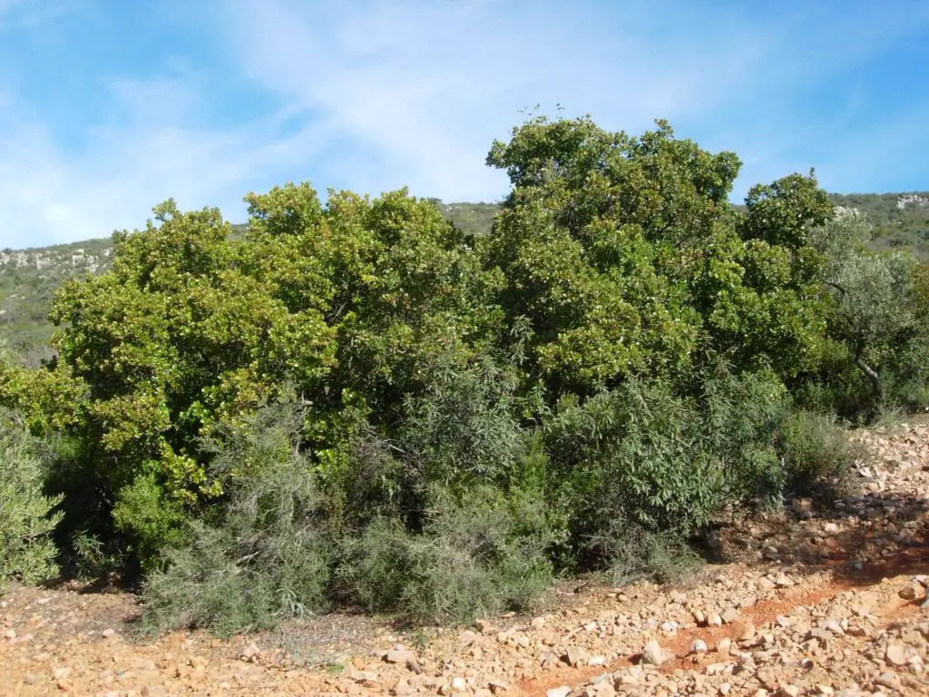 Ruta en Pozoblanco