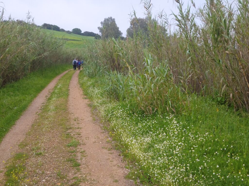 Detalle de los cañaverales que delimitan el Camino Natural Vía Verde de La Campiña, en desarrollo de la Campaña Conoce tu Provincia, domingo 6 de abril de 2025